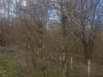 Stabla kruške sorta Santa Marija Stabla kruške sorta Santa Marija