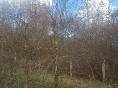 Stabla kruške sorta Santa Marija Stabla kruške sorta Santa Marija