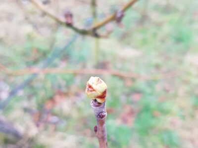 Stabla kruške sorta Santa Marija Stabla kruške sorta Santa Marija
