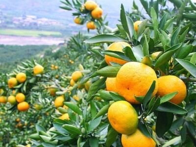 Zlatnožuti plodovi na stablima rese neretvanski krajobraz