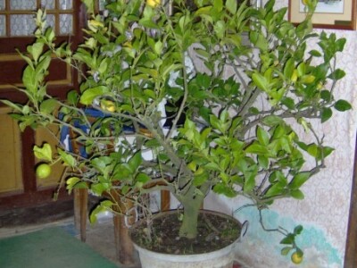 Stablo je staro 25 godina