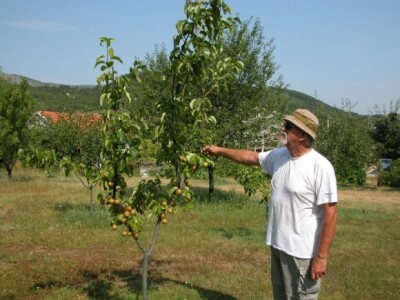 Stablo nashi (naši) u Rančićevu voćnjaku u Brnazama