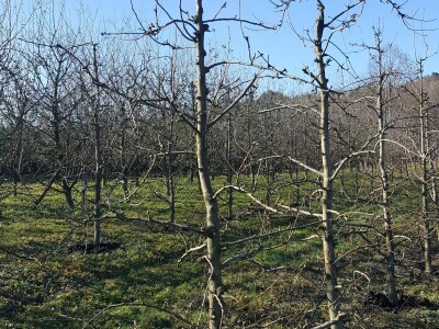 Zimska rezidba stabala krušaka