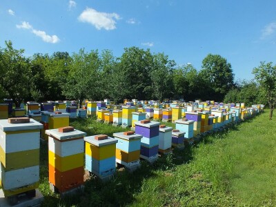 Stacionarni pčelinjak