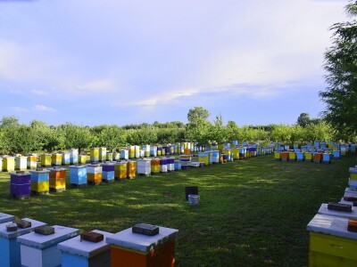 Stacionarni pčelinjak