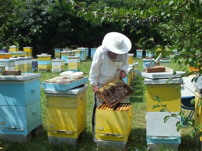 Stacionarni pčelinjak