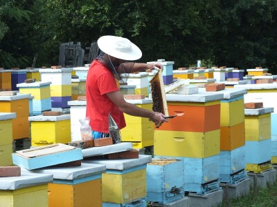 Stacionarni pčelinjak