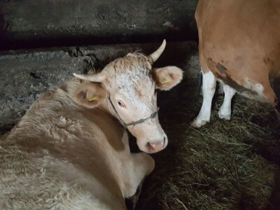 Stado Dragoslava Zivkovica iz Zelenaca na Manjaci