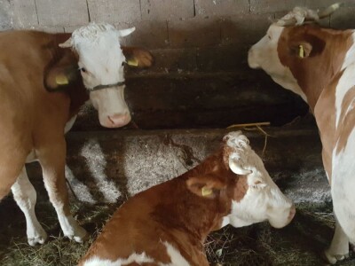 Stado Dragoslava Zivkovica iz Zelenaca na Manjaci