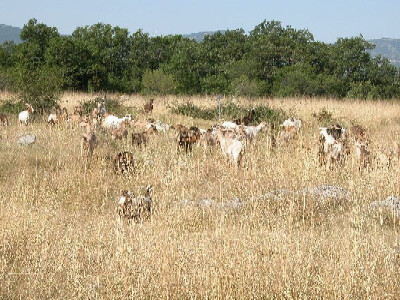 Stado Stojićevih koza i jarića se teško prepoznaje od visoke suhe trave u dalmatinskom kršu