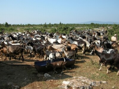 Stado koza i jarića Mladena Živalja iz Obrovca Sinjskog