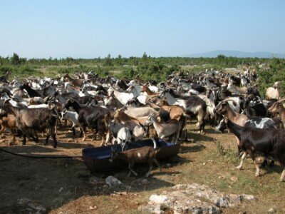 Stado koza i jarića obitelji Živalj na obroncima Kamešnice