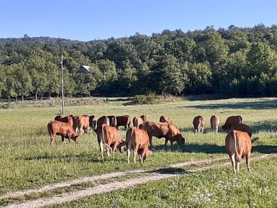 Stado limuzin goveda u Lici