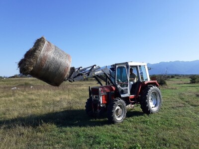 Stado limuzin goveda u Lici