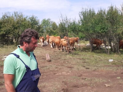 Stado limuzin goveda u Lici