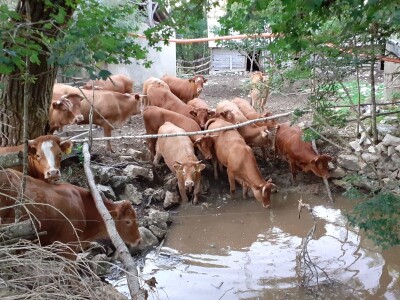 Stado limuzin goveda u Lici