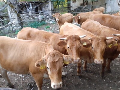 Stado limuzin goveda u Lici