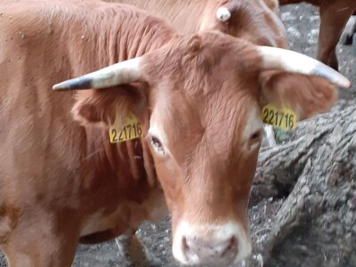 Stado limuzin goveda u Lici