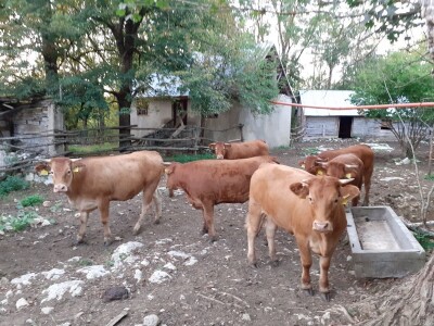 Stado limuzin goveda u Lici