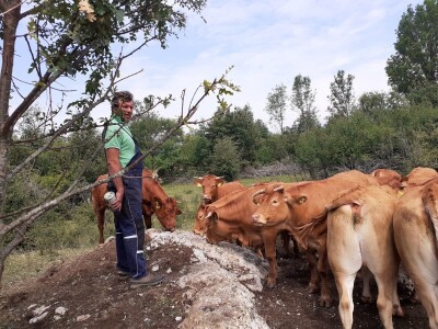 Stado limuzin goveda u Lici