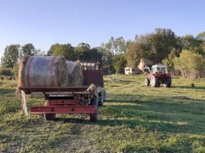 Stado limuzin goveda u Lici