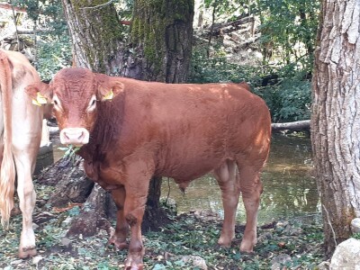 Stado limuzin goveda u Lici