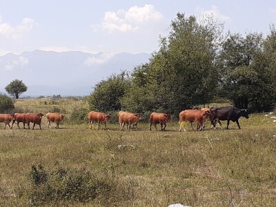 Stado limuzin goveda u Lici