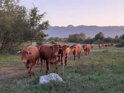 Stado limuzin goveda u Lici
