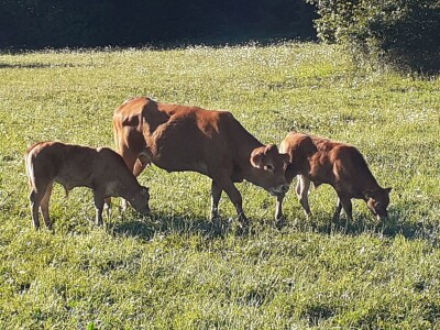 Stado limuzin goveda u Lici