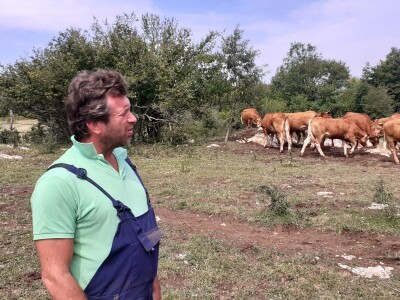 Stado limuzin goveda u Lici