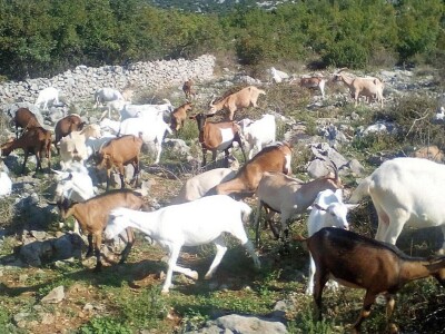 MILAN KNEŽEVIĆ - Vjerovali ili ne: Molitvom spašava blago od smrtonosnih ugriza poskoka!