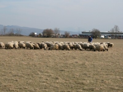 Stado ovaca Branka Romca na ispaši u Sinjskom polju