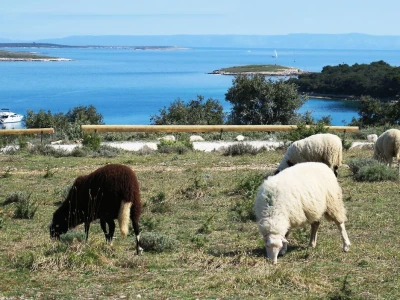 Stado ovaca čuvaju travnjake kraj mora na rt Kamenjaku