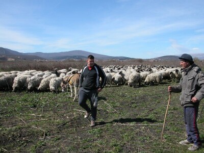 Stado ovaca Ivana Masle u Sinjskom polju