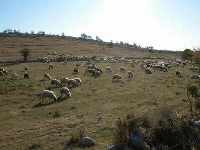 Stado ovaca i koza na Kamešnici