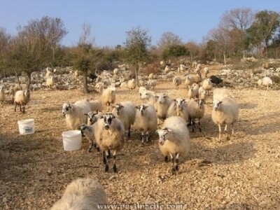Stado ovaca na Braču