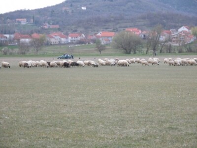 Romčevo stado ovaca na ispaši