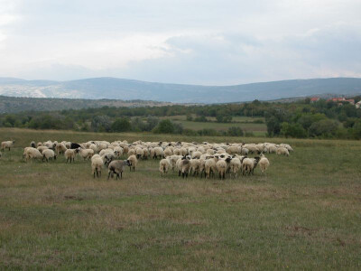 Stado ovaca Zorana Markulina na ispaši