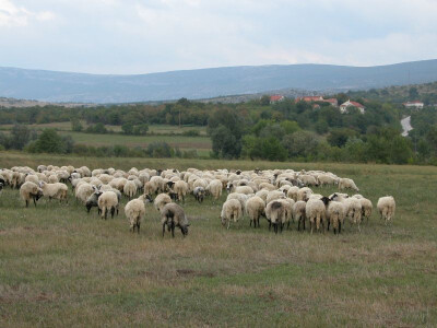 Markulinovo stado ovaca na ispaši uz Cetinu