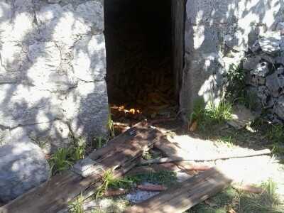 Biokovo i Mosor, novo stanište medvjeda? Biokovo i Mosor, novo stanište medvjeda?