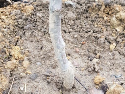 Stajnjak oko voća, mumije i zaražena stabla Stajnjak oko voća, mumije i zaražena stabla