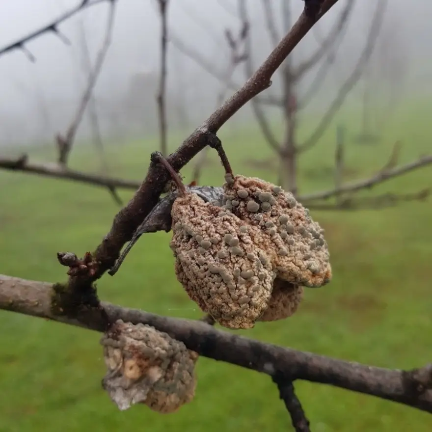 Stajnjak oko voća, mumije i zaražena stabla