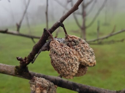 Stajnjak oko voća, mumije i zaražena stabla Stajnjak oko voća, mumije i zaražena stabla
