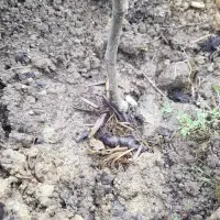 Stajnjak oko voća, mumije i zaražena stabla