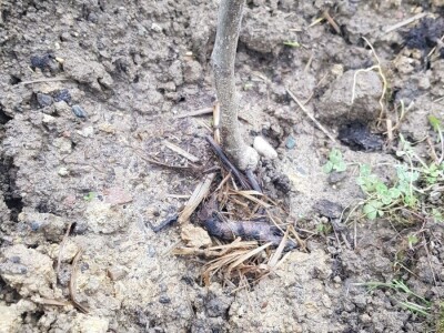 Stajnjak oko voća, mumije i zaražena stabla Stajnjak oko voća, mumije i zaražena stabla