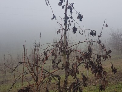 Stajnjak oko voća, mumije i zaražena stabla Stajnjak oko voća, mumije i zaražena stabla
