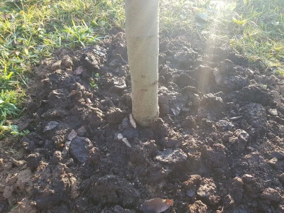 Stajnjak oko voća, mumije i zaražena stabla