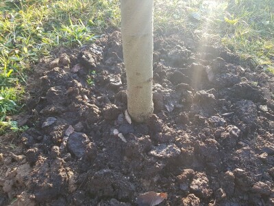 Stajnjak oko voća, mumije i zaražena stabla Stajnjak oko voća, mumije i zaražena stabla
