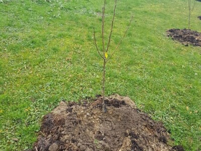 Stajnjak oko voća, mumije i zaražena stabla Stajnjak oko voća, mumije i zaražena stabla