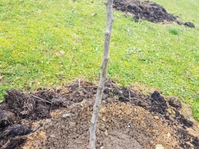 Stajnjak oko voća, mumije i zaražena stabla